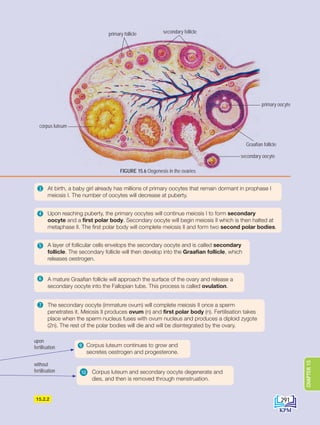 15.2.2
without
fertilisation
upon
fertilisation
3 At birth, a baby girl already has millions of primary oocytes that remain dormant in prophase I
meiosis I. The number of oocytes will decrease at puberty.
4 Upon reaching puberty, the primary oocytes will continue meiosis I to form secondary
oocyte and a first polar body. Secondary oocyte will begin meiosis II which is then halted at
metaphase II. The first polar body will complete meiosis II and form two second polar bodies.
7 The secondary oocyte (immature ovum) will complete meiosis II once a sperm
penetrates it. Meiosis II produces ovum (n) and first polar body (n). Fertilisation takes
place when the sperm nucleus fuses with ovum nucleus and produces a diploid zygote
(2n). The rest of the polar bodies will die and will be disintegrated by the ovary.
5 A layer of follicular cells envelops the secondary oocyte and is called secondary
follicle. The secondary follicle will then develop into the Graafian follicle, which
releases oestrogen.
6 A mature Graafian follicle will approach the surface of the ovary and release a
secondary oocyte into the Fallopian tube. This process is called ovulation.
9 Corpus luteum continues to grow and
secretes oestrogen and progesterone.
10 Corpus luteum and secondary oocyte degenerate and
dies, and then is removed through menstruation.
secondary follicle
primary oocyte
Graafian follicle
secondary oocyte
corpus luteum
primary follicle
FIGURE 15.6 Oogenesis in the ovaries
291
CHAPTER
15
DLP_Biology_F4_15_(Loo)_9PP.indd 291 11/13/19 11:47 AM
 