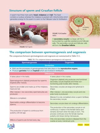 Differences
It takes place in the testis. It takes place in the ovaries.
Spermatogonium (diploid) produces four sperms
(haploid) after meiosis.
Oogonium (diploid) only produces one functional
secondary oocyte (haploid) and three non-
functioning polar bodies after meiosis.
Sperms are smaller and made up of the midpiece,
head and tail.
Secondary oocytes are large and spherical in
shape.
After meiosis I, two secondary spermatocytes are
produced.
After meiosis I, one secondary oocyte and one
polar body is produced.
Meiosis is completed.
Meiosis II is only completed when a sperm fertilises
the secondary oocyte.
Spermatids undergo differentiation to become
sperms.
Secondary oocyte does not undergo differentiation.
The production of sperm is continuous from
puberty until old age.
The production of the secondary oocyte is not
continuous. It starts in the female foetus and
remains dormant when the baby is born. The
process continues once the female reaches
puberty and stops during menopause.
Millions of sperms are formed every day.
Only one secondary oocyte is released from the
ovaries at every menstrual cycle.
Structure of sperm and Graafian follicle
The comparison between spermatogenesis and oogenesis
The comparison between spermatogenesis and oogenesis are summarised in Table 15.1.
TABLE 15.1 The comparison between spermatogenesis and oogenesis
follicle
cells
secondary
oocyte
A secondary oocyte is a large cell that is
surrounded by a gel-like substance and follicular
cells. The secondary oocyte and follicular cells
will form the Graafian follicle.
FIGURE 15.8 Graafian
follicle
tail
midpiece
head
FIGURE 15.7 Sperm
A sperm has three main parts: head, midpiece and tail. The head
contains a nucleus whereas the midpiece is packed with mitochondria which
generates energy for the sperm to swim to the Fallopian tube for fertilisation.
Spermatogenesis Oogenesis
Similarities
• Both are the processes of gametogenesis that take place in the reproductive organs.
• Produce gametes that are haploid which are involved in fertilisation.
15.2.3 15.2.4
292
DLP_Biology_F4_15_(Loo)_9PP.indd 292 11/13/19 11:47 AM
 