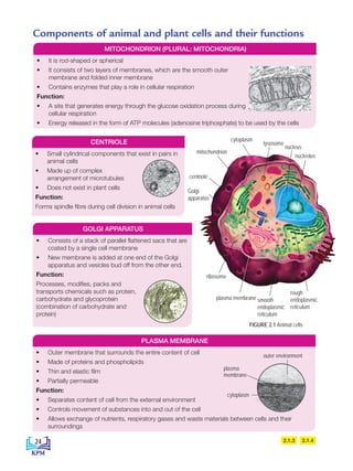 mitochondrion
centriole
Golgi
apparatus
plasma membrane
ribosome
rough
endoplasmic
reticulum
smooth
endoplasmic
reticulum
lysosome
nucleus
nucleolus
cytoplasm
• Small cylindrical components that exist in pairs in
animal cells
• Made up of complex
arrangement of microtubules
• Does not exist in plant cells
Function:
Forms spindle fibre during cell division in animal cells
• Consists of a stack of parallel flattened sacs that are
coated by a single cell membrane
• New membrane is added at one end of the Golgi
apparatus and vesicles bud off from the other end.
Function:
Processes, modifies, packs and
transports chemicals such as protein,
carbohydrate and glycoprotein
(combination of carbohydrate and
protein)
CENTRIOLE
GOLGI APPARATUS
• It is rod-shaped or spherical
• It consists of two layers of membranes, which are the smooth outer
membrane and folded inner membrane
• Contains enzymes that play a role in cellular respiration
Function:
• A site that generates energy through the glucose oxidation process during
cellular respiration
• Energy released in the form of ATP molecules (adenosine triphosphate) to be used by the cells
MITOCHONDRION (PLURAL: MITOCHONDRIA)
• Outer membrane that surrounds the entire content of cell
• Made of proteins and phospholipids
• Thin and elastic film
• Partially permeable
Function:
• Separates content of cell from the external environment
• Controls movement of substances into and out of the cell
• Allows exchange of nutrients, respiratory gases and waste materials between cells and their
surroundings
PLASMA MEMBRANE
outer environment
plasma
membrane
cytoplasm
FIGURE 2.1 Animal cells
2.1.3 2.1.4
Components of animal and plant cells and their functions
24
BioT4(NC)-B2-FA_EN New 6th.indd 24 1/9/2020 12:15:25 PM
 