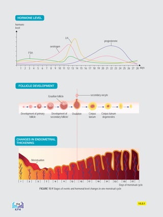 FOLLICLE DEVELOPMENT
CHANGES IN ENDOMETRIAL
THICKENING
HORMONE LEVEL
FIGURE 15.9 Stages of events and hormonal level changes in one menstrual cycle
15.3.1
Graafian follicle secondary oocyte
Ovulation Corpus luteum
degenerates
Corpus
luteum
Development of
secondary follicle/
Development of primary
follicle
Days of menstrual cycle
Menstruation
1 2 3 4 5 6 7 8 9 10 11 12 13 14 15 16 17 18 19 20 21 22 23 24 25 26 27 28 days
FSH
LH
oestrogen
progesterone
hormone
level
294
DLP_Biology_F4_15_(Loo)_9PP.indd 294 11/13/19 11:47 AM
 