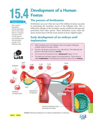 Development of a Human
Foetus
The process of fertilisation
Fertilisation can occur when one out of the millions of sperm succeeds
in penetrating the secondary oocyte in the Fallopian tube. This is
followed by changes to the secondary oocyte’s membrane that prevents
penetration from other sperms. Then, fertilisation occurs when the
sperm nucleus fuses with the ovum nucleus to form a diploid zygote.
Early development of an embryo until
implantation
15.4
AR
Each semen
ejaculation
contains between
300 to 500 million
sperms. However,
only about 300
to 500 sperms
successfully reach
the secondary
oocyte in the
Fallopian tube.
Biological Lens
15.4.2
15.4.1
implantation of
the blastocyst
morula
8 cells
4 cells
2 cells
fertilisation
zygote
unfertilised
secondary oocyte
ovary
FIGURE 15.10 Early development of an embryo and implantation of a blastocyst
endometrium
the thickened blastocyst wall
will develop into embryo
blastocyst
• While travelling down the Fallopian tube, the zygote undergoes
multiple divisions through mitosis.
• The first cell division produces a two-cell embryo. The following cell
divisions will finally produce a morula.
• The morula then transforms into a blastocyst (Figure 15.10).
• The blastocyst will then implant in the endometrium. This process is
called implantation. The blastocyst continues to grow into an embryo.
297
CHAPTER
15
DLP_Biology_F4_15_(Loo)_9PP.indd 297 11/13/19 11:47 AM
 