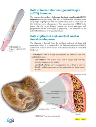 The umbilical cord is a tube that contains the umbilical vein and
umbilical arteries.
• The umbilical vein carries blood rich in oxygen and nutrients
from the placenta to the foetus.
• Umbilical arteries carry deoxygenated blood (rich in carbon
dioxide) and nitrogenous waste such as urea from foetus to the
placenta.
PHOTOGRAPH 15.3
Pregnancy test detects HCG
in urine
15.4.3
Role of human chorionic gonadotropin
(HCG) hormone
The placenta also produces the human chorionic gonadotropin (HCG)
hormone during pregnancy. The level of this hormone increases at the
early stages of pregnancy and will double every two to three days for
the first four weeks of pregnancy. The main function of HCG is to
ensure that the corpus luteum continues to secrete oestrogen and
progesterone in the early stages of pregnancy. This hormone can be
detected in the urine of pregnant mothers.
Role of placenta and umbilical cord in
foetal development
The placenta is formed from the mother’s endometrial tissue and
embryonic tissue. It is connected to the foetus through the umbilical
cord which contains blood vessels that carries substance in and out of
the foetus.
15.4.4
umbilical vein
umbilical arteries
maternal blood
foetal blood capillaries
umbilical cord
FIGURE 15.11 Placenta and umbilical cord
placenta
placenta
foetal blood vessels
298
DLP_Biology_F4_15_(Loo)_9PP.indd 298 11/13/19 11:47 AM
 