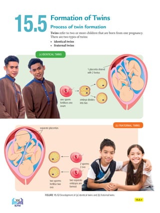 (b) FRATERNAL TWINS
Formation of Twins
Process of twin formation
Twins refer to two or more children that are born from one pregnancy.
There are two types of twins:
• identical twins
• fraternal twins
15.5
(a) IDENTICAL TWINS
FIGURE 15.12 Development of (a) identical twins and (b) fraternal twins
15.5.1
1 placenta shared
with 2 foetus
1 placenta shared
with 2 foetus
2 sperms
2 ova
two separate
embryos are
formed
two sperms
fertilise two
ova
separate placentas
one sperm
fertilises one
ovum
embryo divides
into two
300
DLP_Biology_F4_15_(Loo)_9PP.indd 300 11/13/19 11:48 AM
 