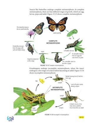 15.7.3
FIGURE 15.16 Incomplete metamorphosis
Insects like butterflies undergo complete metamorphosis. In complete
metamorphosis, there are four different stages of growth, which are egg,
larvae, pupa and adult. Figure 15.15 shows complete metamorphosis.
egg
INCOMPLETE
METAMORPHOSIS
nymph
nymph
casts off outer cuticle
during ecdysis
ecdysis
adult
grasshopper
COMPLETE
METAMORPHOSIS
egg
caterpillar (larvae)
The caterpillar starts to
become a pupa.
Nymph (young insect) hatches
from egg
Ecdysis occurs a few
more times until the
insect becomes an adult
Rapid development
at this stage.
pupa
adult butterfly
The butterfly matures
into an adult butterfly.
A caterpillar hatches
from an egg and
eats leaves to grow.
A butterfly emerges
from the pupa with
soft and folded wings.
FIGURE 15.15 Complete metamorphosis
Grasshoppers undergo incomplete metamorphosis, where the insect
undergoes a few stages of ecdysis before becoming an adult. Figure 15.16
shows incomplete metamorphosis.
304
DLP_Biology_F4_15_(Loo)_9PP.indd 304 11/13/19 11:48 AM
 