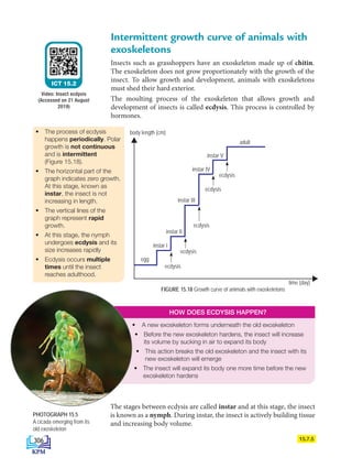 • The process of ecdysis
happens periodically. Polar
growth is not continuous
and is intermittent
(Figure 15.18).
• The horizontal part of the
graph indicates zero growth.
At this stage, known as
instar, the insect is not
increasing in length.
• The vertical lines of the
graph represent rapid
growth.
• At this stage, the nymph
undergoes ecdysis and its
size increases rapidly
• Ecdysis occurs multiple
times until the insect
reaches adulthood.
• A new exoskeleton forms underneath the old exoskeleton
• 
Before the new exoskeleton hardens, the insect will increase
its volume by sucking in air to expand its body
• 
This action breaks the old exoskeleton and the insect with its
new exoskeleton will emerge
• 
The insect will expand its body one more time before the new
exoskeleton hardens
HOW DOES ECDYSIS HAPPEN?
15.7.5
Intermittent growth curve of animals with
exoskeletons
Insects such as grasshoppers have an exoskeleton made up of chitin.
The exoskeleton does not grow proportionately with the growth of the
insect. To allow growth and development, animals with exoskeletons
must shed their hard exterior.
The moulting process of the exoskeleton that allows growth and
development of insects is called ecdysis. This process is controlled by
hormones.
ICT 15.2
Video: Insect ecdysis
(Accessed on 21 August
2019)
The stages between ecdysis are called instar and at this stage, the insect
is known as a nymph. During instar, the insect is actively building tissue
and increasing body volume.
time (day)
body length (cm)
egg
ecdysis
ecdysis
ecdysis
adult
instar IV
instar V
instar III
instar I
instar II
FIGURE 15.18 Growth curve of animals with exoskeletons
ecdysis
ecdysis
PHOTOGRAPH 15.5
A cicada emerging from its
old exoskeleton
306
DLP_Biology_F4_15_(Loo)_9PP.indd 306 11/13/19 11:48 AM
 