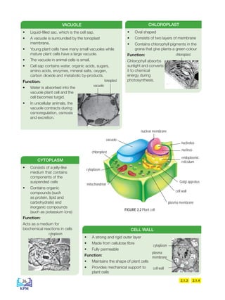 • A strong and rigid outer layer
• Made from cellulose fibre
• Fully permeable
Function:
• Maintains the shape of plant cells
• Provides mechanical support to
plant cells
2.1.3 2.1.4
• Consists of a jelly-like
medium that contains
components of the
suspended cells
• Contains organic
compounds (such
as protein, lipid and
carbohydrate) and
inorganic compounds
(such as potassium ions)
Function:
Acts as a medium for
biochemical reactions in cells
CYTOPLASM
cytoplasm
• Oval shaped
• Consists of two layers of membrane
• Contains chlorophyll pigments in the
grana that give plants a green colour
Function:
Chlorophyll absorbs
sunlight and converts
it to chemical
energy during
photosynthesis.
CHLOROPLAST
CELL WALL
• Liquid-filled sac, which is the cell sap.
• A vacuole is surrounded by the tonoplast
membrane.
• Young plant cells have many small vacuoles while
mature plant cells have a large vacuole.
• The vacuole in animal cells is small.
• Cell sap contains water, organic acids, sugars,
amino acids, enzymes, mineral salts, oxygen,
carbon dioxide and metabolic by-products.
Function:
• Water is absorbed into the
vacuole plant cell and the
cell becomes turgid.
• In unicellular animals, the
vacuole contracts during
osmoregulation, osmosis
and excretion.
VACUOLE
vacuole
tonoplast
cytoplasm
cell wall
plasma
membrane
cytoplasm
nuclear membrane
vacuole
chloroplast
nucleolus
nucleus
endoplasmic
reticulum
Golgi appratus
cell wall
plasma membrane
mitochondrion
chloroplast
FIGURE 2.2 Plant cell
26
BioT4(NC)-B2-FA_EN New 6th.indd 26 1/9/2020 12:15:27 PM
 