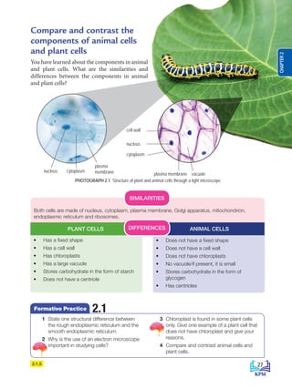 2.1.5
Compare and contrast the
components of animal cells
and plant cells
You have learned about the components in animal
and plant cells. What are the similarities and
differences between the components in animal
and plant cells?
• Has a fixed shape
• Has a cell wall
• Has chloroplasts
• Has a large vacuole
• Stores carbohydrate in the form of starch
• Does not have a centriole
Both cells are made of nucleus, cytoplasm, plasma membrane, Golgi apparatus, mitochondrion,
endoplasmic reticulum and ribosomes.
• Does not have a fixed shape
• Does not have a cell wall
• Does not have chloroplasts
• No vacuole/if present, it is small
• Stores carbohydrate in the form of
glycogen
• Has centrioles
PLANT CELLS ANIMAL CELLS
DIFFERENCES
SIMILARITIES
PHOTOGRAPH 2.1 Structure of plant and animal cells through a light microscope
2.1.5
2.1
Formative Practice
1 State one structural difference between
the rough endoplasmic reticulum and the
smooth endoplasmic reticulum.
2 Why is the use of an electron microscope
important in studying cells?
3 Chloroplast is found in some plant cells
only. Give one example of a plant cell that
does not have chloroplast and give your
reasons.
4 Compare and contrast animal cells and
plant cells.
cytoplasm
nucleus
plasma
membrane
cytoplasm
nucleus
cell wall
plasma membrane vacuole
27
CHAPTER
2
BioT4(NC)-B2-FA_EN New 6th.indd 27 1/9/2020 12:15:29 PM
 
