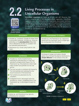 2.2.2
2.2.1
Living Processes in
Unicellular Organisms
2.2 Unicellular organisms are made up of only one cell. However, this
cell is a complete unit of life like multicellular organisms. Unicellular
organisms carry out all life processes: respiration, movement, nutrition,
responding to stimulus, reproduction, growth and excretion. Protozoans
are the simplest form of unicellular organisms. Examples of protozoa
are Amoeba sp. and Paramecium sp. Let us look at the life processes of
Amoeba sp. and Paramecium sp.
• Amoeba sp. constantly changes its shape when
it encounters obstacles. Amoeba sp. moves by
extending out its pseudopodium (false feet).
This is followed by the flow of cytoplasm into
the extended pseudopodium.
• Paramecium sp. moves using rhythmic cilia
beats.
MOVEMENT
Amoeba sp. and Paramecium sp. respond to
stimuli such as chemicals, touch or bright light
by moving away from the stimuli.
RESPONDING TO STIMULI
Exchange of oxygen and carbon dioxide
gases occur through the plasma membrane by
simple diffusion on the surface of the cell.
RESPIRATION
Ameoba sp. and Paramecium sp. grow by
synthesising new cytoplasm.
GROWTH
ICT 2.1
Activity: Studying
the life processes of
unicellular organisms
vakuol makanan
endoplasma
ektoplasma
nukleus
membran
plasma
vakuol mengecut
pseudopodium
food
pseudopodium
1
2
3
4
lysosome
food vacuole
nutrients absorbed
digested
food
FIGURE 2.3 Nutrition in Amoeba sp.
Amoeba sp. moves towards food by
extending its pseudopodium to trap food
particles by phagocytosis (Figure 2.3). For
Paramecium sp. the presence of cilium beat
helps transfer food particles into the oral
groove.
The food vacuole is combined with lysosome.
The food particles are hydrolysed by the
enzyme lysozyme in the lysosomes.
The nutrients are absorbed into the
cytoplasm.
Undigested food is discharged when the
Amoeba sp. moves. Undigested food in the
Paramecium sp. is discharged through the
anus.
NUTRITION
1
2
3
4
undigested
food
28
BioT4(NC)-B2-FA_EN New 6th.indd 28 1/9/2020 12:15:30 PM
 