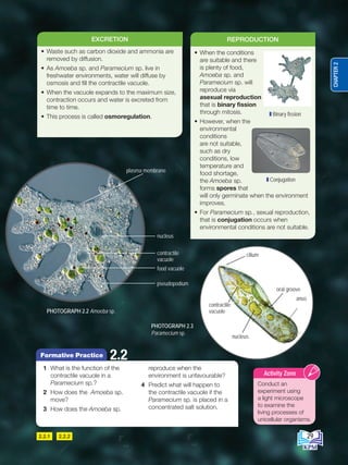 2.2.2
2.2.1
1 What is the function of the
contractile vacuole in a
Paramecium sp.?
2 How does the Amoeba sp.
move?
3 How does the Amoeba sp.
reproduce when the
environment is unfavourable?
4 Predict what will happen to
the contractile vacuole if the
Paramecium sp. is placed in a
concentrated salt solution.
2.2
Formative Practice
PHOTOGRAPH 2.2 Amoeba sp.
• Waste such as carbon dioxide and ammonia are
removed by diffusion.
• As Amoeba sp. and Paramecium sp. live in
freshwater environments, water will diffuse by
osmosis and fill the contractile vacuole.
• When the vacuole expands to the maximum size,
contraction occurs and water is excreted from
time to time.
• This process is called osmoregulation.
EXCRETION
food vacuole
pseudopodium
nucleus
plasma membrane
contractile
vacuole
PHOTOGRAPH 2.3
Paramecium sp.
Conduct an
experiment using
a light microscope
to examine the
living processes of
unicellular organisms.
Activity Zone
oral groove
anus
contractile
vacuole
cilium
nucleus
• When the conditions
are suitable and there
is plenty of food,
Amoeba sp. and
Paramecium sp. will
reproduce via
asexual reproduction
that is binary fission
through mitosis.
• However, when the
environmental
conditions
are not suitable,
such as dry
conditions, low
temperature and
food shortage,
the Amoeba sp.
forms spores that
will only germinate when the environment
improves.
• For Paramecium sp., sexual reproduction,
that is conjugation occurs when
environmental conditions are not suitable.
REPRODUCTION
Conjugation
Binary fission
29
CHAPTER
2
BioT4(NC)-B2-FA_EN New 6th.indd 29 1/9/2020 12:15:32 PM
 