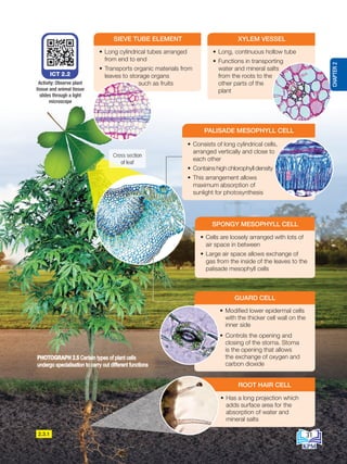 2.3.1
• Long cylindrical tubes arranged
from end to end
• Transports organic materials from
leaves to storage organs
such as fruits
SIEVE TUBE ELEMENT
• Long, continuous hollow tube
• Functions in transporting
water and mineral salts
from the roots to the
other parts of the
plant
XYLEM VESSEL
• Has a long projection which
adds surface area for the
absorption of water and
mineral salts
ROOT HAIR CELL
ICT 2.2
Activity: Observe plant
tissue and animal tissue
slides through a light
microscope
Cross section
of leaf
• Consists of long cylindrical cells,
arranged vertically and close to
each other
• Contains high chlorophyll density
• This arrangement allows
maximum absorption of
sunlight for photosynthesis
PALISADE MESOPHYLL CELL
• Cells are loosely arranged with lots of
air space in between
• Large air space allows exchange of
gas from the inside of the leaves to the
palisade mesophyll cells
SPONGY MESOPHYLL CELL
PHOTOGRAPH 2.5 Certain types of plant cells
undergo specialisation to carry out different functions
• Modified lower epidermal cells
with the thicker cell wall on the
inner side
• Controls the opening and
closing of the stoma. Stoma
is the opening that allows
the exchange of oxygen and
carbon dioxide
GUARD CELL
31
CHAPTER
2
BioT4(NC)-B2-FA_EN New 6th.indd 31 1/9/2020 12:15:41 PM
 