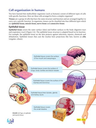 Cell organisation in humans
You have learned that multicellular organisms (such as humans) consist of different types of cells
with specific functions. How are these cells arranged to form a complex organism?
Tissues are a group of cells that have the same structure and function and are arranged together to
carry out a specific function. In organisms, tissues can be classified into four different types which
are epithelial tissue, muscle tissue, nerve tissue and connective tissue.
Epithelial tissue
Epithelial tissue covers the outer surface (skin) and hollow surfaces in the body (digestive tract
and respiratory tract) (Figure 2.4). The epithelial tissue structure is adapted based on its function.
For example, the epithelial tissue on the skin protects against infections, injuries, chemicals and
dehydration. Epithelial tissues that coat the trachea have projections like hair, known as cilia
(singular: cilium).
2.3.1 2.3.2
Epithelial tissue covers
the small intestine
Epithelial tissue covers the surface of the
trachea and bronchus
FIGURE 2.4 Types of epithelial
and muscle tissues
Epithelial tissue covers the surface of
lungs, body cavities and blood vessels
Epithelial tissue covers the surface
of the mouth and oesophagus
Epithelial tissue lines tubules, glands
and kidney ducts
32
BioT4(NC)-B2-FA_EN New 6th.indd 32 1/9/2020 12:15:42 PM
 