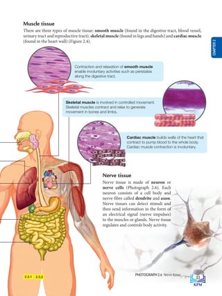 PHOTOGRAPH 2.6 Nerve tissue
Muscle tissue
There are three types of muscle tissue: smooth muscle (found in the digestive tract, blood vessel,
urinary tract and reproductive tract), skeletal muscle (found in legs and hands) and cardiac muscle
(found in the heart wall) (Figure 2.4).
2.3.1 2.3.2
Nerve tissue
Nerve tissue is made of neuron or
nerve cells (Photograph 2.6). Each
neuron consists of a cell body and
nerve fibre called dendrite and axon.
Nerve tissues can detect stimuli and
then send information in the form of
an electrical signal (nerve impulses)
to the muscles or glands. Nerve tissue
regulates and controls body activity.
Contraction and relaxation of smooth muscle
enable involuntary activities such as peristalsis
along the digestive tract.
Skeletal muscle is involved in controlled movement.
Skeletal muscles contract and relax to generate
movement in bones and limbs.
Cardiac muscle builds walls of the heart that
contract to pump blood to the whole body.
Cardiac muscle contraction is involuntary.
33
CHAPTER
2
BioT4(NC)-B2-FA_EN New 6th.indd 33 1/9/2020 12:15:44 PM
 