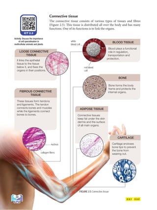 Connective tissue
The connective tissue consists of various types of tissues and fibres
(Figure 2.5). This tissue is distributed all over the body and has many
functions. One of its functions is to link the organs.
These tissues form tendons
and ligaments. The tendon
connects bones and muscles
while the ligaments connect
bones to bones.
It links the epithelial
tissue to the tissue
below it, and fixes the
organs in their positions.
Connective tissues
keep fat under the skin
dermis and the surface
of all main organs.
ADIPOSE TISSUE
collagen fibres
nucleus
Bone forms the body
frame and protects the
internal organs.
BONE
FIGURE 2.5 Connective tissue
ICT 2.3
Activity: Discuss the importance
of cell specialisation in
multicellular animals and plants
Blood plays a functional
role in regulation,
transportation and
protection.
BLOOD TISSUE
FIBROUS CONNECTIVE
TISSUE
LOOSE CONNECTIVE
TISSUE
2.3.2
2.3.1
white
blood cell
red blood
cell
CARTILAGE
Cartilage encloses
bone tips to prevent
the bone from
wearing out.
34
BioT4(NC)-B2-FA_EN New 6th.indd 34 1/9/2020 12:15:45 PM
 