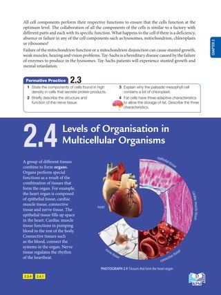2.3.4 2.4.1
PHOTOGRAPH 2.9 Tissues that form the heart organ
A group of different tissues
combine to form organs.
Organs perform special
functions as a result of the
combination of tissues that
form the organ. For example,
the heart organ is composed
of epithelial tissue, cardiac
muscle tissue, connective
tissue and nerve tissue. The
epithelial tissue fills up space
in the heart. Cardiac muscle
tissue functions in pumping
blood to the rest of the body.
Connective tissues such
as the blood, connect the
systems in the organ. Nerve
tissue regulates the rhythm
of the heartbeat.
2.4 Levels of Organisation in
Multicellular Organisms
connective tissue
c
a
r
d
i
a
c
m
u
s
c
l
e
t
i
s
s
u
e
nerve tissue
epithelial tissue
All cell components perform their respective functions to ensure that the cells function at the
optimum level. The collaboration of all the components of the cells is similar to a factory with
different parts and each with its specific function. What happens to the cell if there is a deficiency,
absence or failure in any of the cell components such as lysosomes, mitochondrion, chloroplasts
or ribosomes?
Failure of the mitochondrion function or a mitochondrion disjunction can cause stunted growth,
weak muscles, hearing and vision problems. Tay-Sachs is a hereditary disease caused by the failure
of enzymes to produce in the lysosomes. Tay-Sachs patients will experience stunted growth and
mental retardation.
1 State the components of cells found in high
density in cells that secrete protein products.
2 Briefly describe the structure and
function of the nerve tissue.
3 Explain why the palisade mesophyll cell
contains a lot of chloroplast.
4 Fat cells have three adaptive characteristics
to allow the storage of fat. Describe the three
characteristics.
2.3
Formative Practice
heart
37
CHAPTER
2
BioT4(NC)-B2-FA_EN New 6th.indd 37 1/9/2020 12:15:48 PM
 