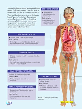 2.4.2 2.4.3
2.4.1
Each multicellular organism is made up of many
organs. Different organs work together to carry
out a specific function to form an organ system.
There are 11 main organ systems in the human
body (Figure 2.7), which are the respiratory
system, digestive system, blood circulatory
system, lymphatic system, nervous system,
integumentary system, endocrine system,
skeletal system, muscular system, urinary
system and reproductive system.
• Ovary, uterus, Fallopian tube, vagina
and cervix
Main function
• Produces ovum and female sex
hormones
FEMALE REPRODUCTIVE SYSTEM
• Testes, prostate gland and penis
Main function
• Produces sperm and male sex
hormone
MALE REPRODUCTIVE SYSTEM
• Spleen, lymph nodes and
lymph vessels
Main function
• Maintains balance of bodily
fluids and prevents infectious
diseases
LYMPHATIC SYSTEM
• The endocrine
gland that secretes
hormones
Main function
• Coordinates body
activities with the
nervous system
ENDOCRINE SYSTEM
• Skeletal muscles, smooth muscles and cardiac
muscles
Main function
• Contracts and relaxes to produce movements in
different parts of the body
MUSCULAR SYSTEM
FIGURE 2.7 Main organ systems in the
human body
• Trachea, nose, lungs and diaphragm
Main function
• Exchange of oxygen and carbon dioxide gases
between the body and external environment
RESPIRATORY SYSTEM
38
BioT4(NC)-B2-FA_EN New 6th.indd 38 1/9/2020 12:15:51 PM
 