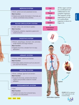2.4.2
2.4.1 2.4.3
• Brain, spinal cord and peripheral nerves
Main function
• Detects and sends information in the body, as
well as coordinates body activities
NERVOUS SYSTEM
• Mouth, oesophagus, stomach, liver, pancreas,
small intestine and large intestine
Main function
• Digests food into a simpler form for easy
absorption
DIGESTIVE SYSTEM
• Bone, cartilage, ligament and tendon
Main function
• Supports the body, protects the internal
organs and provides a base for muscle
adhesion
SKELETAL SYSTEM
• Heart, artery, vein and blood capillary
Main function
• Transports nutrients, respiratory gases and
waste products
BLOOD CIRCULATORY SYSTEM
• Kidney, ureter, urethra and bladder
Main function
• Eliminates waste products such as urea and
uric acid from the body
URINARY SYSTEM
• Skin
Main function
• Protects the body from physical injury,
infection and dehydration
INTEGUMENTARY SYSTEM
Cell
Tissue
Organ
System
Multicellular
organism
All the organ systems
are coordinated and
collaborated as one
complete organism.
The sequence of the
organisation of cells
in a multicellular
organism is shown in
Figure 2.8.
System
Multicellular organism
Cell
Tissue
Organ
FIGURE 2.8 The sequence
of the organisation of cells
in human beings
39
CHAPTER
2
BioT4(NC)-B2-FA_EN New 6th.indd 39 1/9/2020 12:15:59 PM
 
