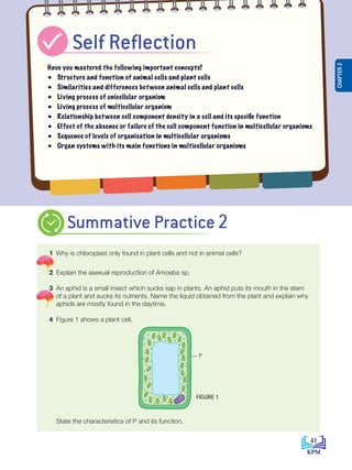 1 Why is chloroplast only found in plant cells and not in animal cells?
2 Explain the asexual reproduction of Amoeba sp.
3 An aphid is a small insect which sucks sap in plants. An aphid puts its mouth in the stem
of a plant and sucks its nutrients. Name the liquid obtained from the plant and explain why
aphids are mostly found in the daytime.
4 Figure 1 shows a plant cell.
				
P
P
State the characteristics of P and its function.
Have you mastered the following important concepts?
• Structure and function of animal cells and plant cells
• Similarities and differences between animal cells and plant cells
• Living process of unicellular organism
• Living process of multicellular organism
• Relationship between cell component density in a cell and its specific function
• Effect of the absence or failure of the cell component function in multicellular organisms
• Sequence of levels of organisation in multicellular organisms
• Organ systems with its main functions in multicellular organisms
Self Reflection
FIGURE 1
Summative Practice 2
41
CHAPTER
2
BioT4(NC)-B2-FA_EN New 6th.indd 41 1/9/2020 12:16:01 PM
 