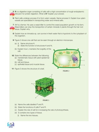5 X is a digestive organ consisting of cells with a high concentration of rough endoplasmic
reticulum for protein digestion. What is X? Explain your answer.
6 Plant cells undergo process X to form xylem vessels. Name process X. Explain how xylem
vessels are specialised in transporting water and mineral salts.
7 Arif is a farmer. He uses a weed killer to control the weed population growth on his farm.
Weed killers can stop the transportion of certain minerals in plants through the hair root
tissue. Explain why.
8 Explain how an Amoeba sp. can survive in fresh water that is hypotonic to the cytoplasm of
the organism.
9 Figure 2 shows one cell that can be seen through an electron microscope.
(a) (i) Name structure K.
(ii) State the function of structures K and N.
(b) Explain how L mantains the turgidity of the
cell.
10 State the differences between the following:
(a) meristematic tissue with plant epidermal 		
tissue,
(b) cell and tissue,
(c) epithelial tissue and muscle tissue.
11 Figure 3 shows the structure of a leaf.
		 (a) Name the cells labelled P and R.					
		 (b) State the functions of cells P and R.						
		 (c) Explain the role of cell Q in increasing the rate of photosynthesis.		
		 (d) S contains two types of tissue.
			 (i) Name the two tissues.
R
Q
P
S
FIGURE 3
N
L
K
FIGURE 2
42
BioT4(NC)-B2-FA_EN New 6th.indd 42 1/9/2020 12:16:02 PM
 