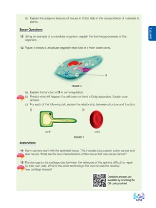 (ii) Explain the adaptive features of tissues in S that help in the transportation of materials in
plants.
Essay Questions
12 Using an example of a unicellular organism, explain the five living processes of this
organism.
13 Figure 4 shows a unicellular organism that lives in a fresh water pond.
					FIGURE 4
(a) Explain the function of X in osmoregulation.				
		 (b) Predict what will happen if a cell does not have a Golgi apparatus. Explain your
answer.
		 (c) For each of the following cell, explain the relationship between structure and function.
		 (i)		 (ii)
Enrichment
14 Many cancers start with the epithelial tissue. This includes lung cancer, colon cancer and
skin cancer. What are the two characteristics of this tissue that can cause cancer?
15 The damage to the cartilage disc between the vertebrae of the spine is difficult to repair
by their own cells. What is the latest technology that can be used to develop
new cartilage tissues?
X
cell P cell Q
Complete answers are
available by scanning the
QR code provided
FIGURE 5
43
CHAPTER
2
BioT4(NC)-B2-FA_EN New 6th.indd 43 1/9/2020 12:16:06 PM
 