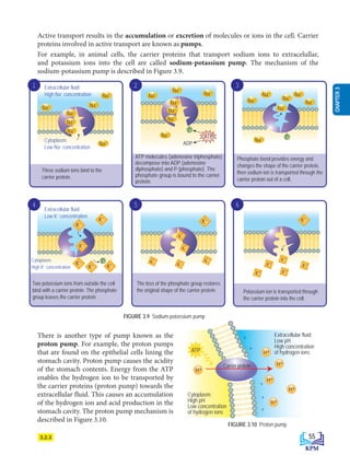 4 5 6
Na+
Na+
Na+
Na+
Na+
Na+
Na+
Na+
Na+
Na+
Na+
Na+
Na+
Na+
P
ATP
ADP
Na+
Na+
Na+
Na+
Na+
Na+
Na+
K
+
K
+
K
+
K
+
K
+
K+
K+
K+
K+
K+
K+
K+
K+
K+
K+
K+
K+
K+ P
Three sodium ions bind to the
carrier protein.
Two potassium ions from outside the cell
bind with a carrier protein. The phosphate
group leaves the carrier protein.
ATP molecules (adenosine triphosphate)
decompose into ADP (adenosine
diphosphate) and P (phosphate). The
phosphate group is bound to the carrier
protein.
Extracellular fluid:
High Na+
concentration
Extracellular fluid:
Low K+
concentration
Cytoplasm:
High K+
concentration
Cytoplasm:
Low Na+
concentration
The loss of the phosphate group restores
the original shape of the carrier protein.
Phosphate bond provides energy and
changes the shape of the carrier protein,
then sodium ion is transported through the
carrier protein out of a cell.
Potassium ion is transported through
the carrier protein into the cell.
1 2 3
P
3.2.3
FIGURE 3.9 Sodium-potassium pump
Active transport results in the accumulation or excretion of molecules or ions in the cell. Carrier
proteins involved in active transport are known as pumps.
For example, in animal cells, the carrier proteins that transport sodium ions to extracelullar,
and potassium ions into the cell are called sodium-potassium pump. The mechanism of the
sodium-potassium pump is described in Figure 3.9.
FIGURE 3.10 Proton pump
H+
H+
H+
H+
H+
H+
ATP
Cytoplasm:
High pH
Low concentration
of hydrogen ions
Extracellular fluid:
Low pH
High concentration
of hydrogen ions
Carrier protein
+
+
+
+
+
There is another type of pump known as the
proton pump. For example, the proton pumps
that are found on the epithelial cells lining the
stomach cavity. Proton pump causes the acidity
of the stomach contents. Energy from the ATP
enables the hydrogen ion to be transported by
the carrier proteins (proton pump) towards the
extracellular fluid. This causes an accumulation
of the hydrogen ion and acid production in the
stomach cavity. The proton pump mechanism is
described in Figure 3.10.
55
CHAPTER
3
BioT4(7th)-B3-FA_EN New 8th.indd 55 1/9/2020 12:15:06 PM
 