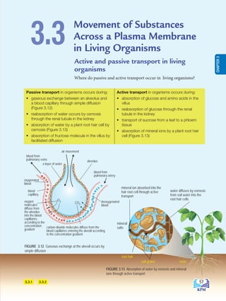 Active and passive transport in living
organisms
Where do passive and active transport occur in living organisms?
Movement of Substances
Across a Plasma Membrane
in Living Organisms
3.3
Passive transport in organisms occurs during:
• gaseous exchange between an alveolus and
a blood capillary through simple diffusion
(Figure 3.12)
• reabsorption of water occurs by osmosis
through the renal tubule in the kidney
• absorption of water by a plant root hair cell by
osmosis (Figure 3.13)
• absorption of fructose molecule in the villus by
facilitated diffusion
Active transport in organisms occurs during:
• absorption of glucose and amino acids in the
villus
• reabsorption of glucose through the renal
tubule in the kidney
• transport of sucrose from a leaf to a phloem
tissue
• absorption of mineral ions by a plant root hair
cell (Figure 3.13)
water diffuses by osmosis
from soil water into the
root hair cells
mineral ion absorbed into the
hair root cell through active
transport
roots
soil grains
root hair
water
mineral
salts
FIGURE 3.13 Absorption of water by osmosis and mineral
ions through active transport
FIGURE 3.12 Gaseous exchange at the alveoli occurs by
simple diffusion
3.3.1 3.3.2
blood from
pulmonary veins alveolus
blood from
pulmonary artery
oxygenated
blood
blood
capillary
carbon dioxide molecules diffuse from the
blood capillaries entering the alveoli according
to the concentration gradient
deoxygenated
blood
air movement
oxygen
molecules
diffuse from
the alveolus
into the blood
capillaries
according to the
concentration
gradient
O2 CO2
a layer of water
57
CHAPTER
3
BioT4(7th)-B3-FA_EN New 8th.indd 57 1/9/2020 12:15:08 PM
 