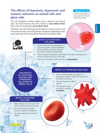 The effects of hypotonic, hypertonic and
isotonic solutions on animal cells and
plant cells
The cell cytoplasm contains solutes such as glucose and mineral
salts. The fluid found in the cell is known as intracellular fluid.
Each cell is surrounded by extracellular fluid.
Therefore, the cell will always go through the osmosis process and
movement of water across the plasma membrane, depending on the
water potential of the extracellular fluid and intracellular fluid.
3.3.4 3.3.5
• When red blood cells are placed in a
hypotonic solution, water will diffuse
into the cells by osmosis, causing
the cells to swell and finally burst.
• This is because the plasma membrane is too thin to withstand the
osmotic pressure built up in the cells.
• The burst of red blood cells is known as haemolysis.
EFFECT OF HYPOTONIC
SOLUTION
• Water diffuses into and out of the
cell by osmosis at the same rate.
• No net movement of water
across the plasma membrane.
• The cells maintain their normal
shape.
EFFECT OF ISOTONIC
SOLUTION
THE EFFECTS
OF HYPOTONIC,
ISOTONIC AND
HYPERTONIC
SOLUTIONS ON
ANIMAL CELLS
• When red blood cells are placed in a
hypertonic solution, water will move out of
the cells by osmosis.
• This will cause the cells to
shrink.
• The red blood cells
are said to undergo
crenation.
EFFECT OF HYPERTONIC SOLUTION
AR
The term haemolysis is
only used for the burst
of red blood cells.
Biological Lens
59
CHAPTER
3
BioT4(7th)-B3-FA_EN New 8th.indd 59 1/9/2020 12:15:11 PM
 