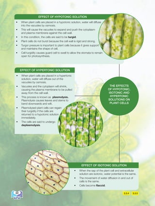 3.3.4 3.3.5
THE EFFECTS
OF HYPOTONIC,
ISOTONIC AND
HYPERTONIC
SOLUTIONS ON
PLANT CELLS
• When plant cells are placed in a hypotonic solution, water will diffuse
into the vacuoles by osmosis.
• This will cause the vacuoles to expand and push the cytoplasm
and plasma membrane against the cell wall.
• In this condition, the cells are said to be turgid.
• Plant cells do not burst because the cell wall is rigid and strong.
• Turgor pressure is important to plant cells because it gives support
and maintains the shape of cell.
• Cell turgidity causes guard cell to swell to allow the stomata to remain
open for photosynthesis.
EFFECT OF HYPOTONIC SOLUTION
• When plant cells are placed in a hypertonic
solution, water will diffuse out of the
vacuoles by osmosis.
• Vacuoles and the cytoplasm will shrink,
causing the plasma membrane to be pulled
away from the cell wall.
• This process is known as plasmolysis.
Plasmolysis causes leaves and stems to
bend downwards and wilt.
• Plasmolysed plant cells can regain
their turgidity if the cells are
returned to a hypotonic solution
immediately.
• The cells are said to undergo
deplasmolysis.
EFFECT OF HYPERTONIC SOLUTION
• When the sap of the plant cell and extracellular
solution are isotonic, water potential is the same.
• The movement of water diffusion in and out of
cells is the same.
• Cells become flaccid.
EFFECT OF ISOTONIC SOLUTION
60
BioT4(7th)-B3-FA_EN New 8th.indd 60 1/9/2020 12:15:13 PM
 