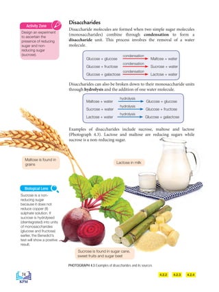 Disaccharides
Disaccharide molecules are formed when two simple sugar molecules
(monosaccharides) combine through condensation to form a
disaccharide unit. This process involves the removal of a water
molecule.
Disaccharides can also be broken down to their monosaccharide units
through hydrolysis and the addition of one water molecule.
		
Examples of disaccharides include sucrose, maltose and lactose
(Photograph 4.3). Lactose and maltose are reducing sugars while
sucrose is a non-reducing sugar.
PHOTOGRAPH 4.3 Examples of disaccharides and its sources
Sucrose is found in sugar cane,
sweet fruits and sugar beet
Lactose in milk
Maltose is found in
grains
4.2.3
4.2.2 4.2.4
Design an experiment
to ascertain the
presence of reducing
sugar and non-
reducing sugar
(sucrose).
Activity Zone
Maltose + water Glucose + glucose
Sucrose + water Glucose + fructose
Lactose + water Glucose + galactose
hydrolysis
hydrolysis
hydrolysis
Glucose + glucose Maltose + water
Glucose + fructose Sucrose + water
Glucose + galactose Lactose + water
condensation
condensation
condensation
Sucrose is a non-
reducing sugar
because it does not
reduce copper (II)
sulphate solution. If
sucrose is hydrolysed
(disintegrated) into units
of monosaccharides
(glucose and fructose)
earlier, the Benedict’s
test will show a positive
result.
Biological Lens
74
BioT4(7th)-B4-FA_EN New 6th.indd 74 1/9/2020 12:13:28 PM
 
