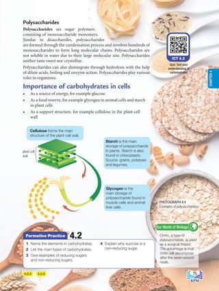 4.2.3 4.2.5
TMK 4.2
Polysaccharides
Polysaccharides are sugar polymers
consisting of monosaccharide monomers.
Similar to disaccharides, polysaccharides
are formed through the condensation process and involves hundreds of
monosaccharides to form long molecular chains. Polysaccharides are
not soluble in water due to their large molecular size. Polysaccharides
neither taste sweet nor crystallise.
Polysaccharides can also disintegrate through hydrolysis with the help
of dilute acids, boiling and enzyme action. Polysaccharides play various
roles in organisms.
Importance of carbohydrates in cells
• As a source of energy, for example glucose
• As a food reserve, for example glycogen in animal cells and starch
in plant cells
• As a support structure, for example cellulose in the plant cell
wall
ICT 4.2
Quiz: Test your
understanding of
carbohydrates
Chitin, a type of
polysaccharide, is used
as a surgical thread.
The advantage is that
chitin will decompose
after the sewn wound
heals.
Our World of Biology
1 Name the elements in carbohydrates.
2 List the main types of carbohydrates.
3 Give examples of reducing sugars
and non-reducing sugars.
4 Explain why sucrose is a
non-reducing sugar.
4.2
Formative Practice
Cellulose forms the main
structure of the plant cell wall.
Glycogen is the
main storage of
polysaccharide found in
muscle cells and animal
liver cells.
Starch is the main
storage of polysaccharide
in plants. Starch is also
found in chloroplasts.
Source: grains, potatoes
and legumes.
plant cell
wall
PHOTOGRAPH 4.4
Examples of polysaccharides
75
CHAPTER
4
BioT4(7th)-B4-FA_EN New 6th.indd 75 1/9/2020 12:13:29 PM
 