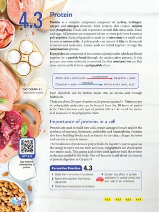 4.3
Each dipeptide can be broken down into an amino acid through
hydrolysis.
There are about 20 types of amino acids present naturally. Various types
of polypeptide molecules can be formed from the 20 types of amino
acids. This is because each type of protein differs in terms of the amino
acid sequence in its polypeptide chain.
Importance of proteins in a cell
Proteins are used to build new cells, repair damaged tissues and for the
synthesis of enzymes, hormones, antibodies and haemoglobin. Proteins
also form building blocks such as keratin in the skin, collagen in bones
and myosin in muscle tissues.
The breakdown of proteins or polypeptides by digestive enzymes gives us
the energy to carry out our daily activities. Polypeptides can disintegrate
into amino acids. This amino acid is then used again to build the protein
molecules needed by the body. You will learn in detail about the process
of protein digestion in Chapter 9.
4.3.1 4.3.2 4.3.3 4.3.4
Protein
Protein is a complex compound composed of carbon, hydrogen,
oxygen and nitrogen elements. Most proteins also contain sulphur
and phosphorus. Foods rich in proteins include fish, meat, milk, beans
and eggs. All proteins are composed of one or more polymers known as
polypeptides. Each polypeptide is made up of monomers or small units
known as amino acids. A polypeptide can consist of fifty to thousands
of amino acid molecules. Amino acids are linked together through the
condensation process.
Dipeptides are composed of two amino acid molecules which are linked
together by a peptide bond through the condensation process. In this
process, one water molecule is removed. Further condensation can link
more amino acids to form a polypeptide chain.
1 State the monomers of proteins.
2 Name the reaction that forms
dipeptide.
3 State two importance of proteins.
4 Explain the effect of protein
deficiency in a diet on the hair
and nails of an individual.
4.3
Formative Practice
ICT 4.3
Quiz: Test your
understanding of
proteins
Amino acid + amino acid
Amino acid + amino acid
Dipeptide + water
condensation
hydrolysis
Dipeptide + water
PHOTOGRAPH 4.5
Foods rich in proteins
76
BioT4(7th)-B4-FA_EN New 6th.indd 76 1/9/2020 12:13:30 PM
 