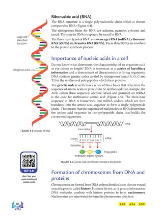 Ribonucleic acid (RNA)
The RNA structure is a single polynucleotide chain which is shorter
compared to DNA (Figure 4.4).
The nitrogenous bases for RNA are adenine, guanine, cytosine and
uracil. Thymine in DNA is replaced by uracil in RNA.
The three main types of RNA, are messenger RNA (mRNA), ribosomal
RNA(rRNA) and transferRNA(tRNA). These three RNAs are involved
in the protein synthesis process.
Importance of nucleic acids in a cell
Do you know what determines the characteristics of an organism such
as eye colour or height? DNA is important as a carrier of hereditary
information and a determinant of characteristics in living organisms.
DNA contains genetic codes carried by nitrogenous bases (A, G, C and
T) for the synthesis of polypeptides which form proteins.
The genetic code is written as a series of three bases that determine the
sequence of amino acids in proteins to be synthesised. For example, the
AUG codon (base sequence: adenine, uracil and guanine) on mRNA
is the code for methionine amino acid (Figure 4.5). The three-base
sequence in DNA is transcribed into mRNA codons which are then
translated into the amino acid sequence to form a single polypeptide
chain. This means that the sequence of nucleotides in DNA determines
the amino acid sequence in the polypeptide chain that builds the
corresponding protein.
FIGURE 4.4 Structure of RNA
FIGURE 4.5 Genetic code on mRNA is translated into protein
H2N
N
N
N
N
Adenina
H
H
NH2
H-N
N
N
N
O
Guanina
H
NH2
O
N
H
H
N
Sitosina
O
H O
N-H
H
N
Urasil
DNA RNA
sugar and
phosphate
backbone
nitrogenous base
4.5.3 4.5.4 4.5.5
ICT 4.6
Quiz: Test your
understanding of
nucleic acids
Formation of chromosomes from DNA and
proteins
Chromosomes are formed from DNA polynucleotide chains that are wound
around a protein called histone. Histones do not carry genetic information.
DNA molecules combine with histone proteins to form nucleosomes.
Nucleosomes are intertwined to form the chromosome structure.
DNA
mRNA
transcription
translation
codons
Polypeptides
A U C
G G A U A C
methionine arginine tyrosine
80
BioT4(7th)-B4-FA_EN New 6th.indd 80 1/9/2020 12:13:31 PM
 