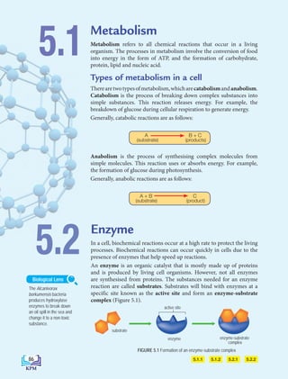 Metabolism
Metabolism refers to all chemical reactions that occur in a living
organism. The processes in metabolism involve the conversion of food
into energy in the form of ATP, and the formation of carbohydrate,
protein, lipid and nucleic acid.
Types of metabolism in a cell
Therearetwotypesofmetabolism,whicharecatabolismandanabolism.
Catabolism is the process of breaking down complex substances into
simple substances. This reaction releases energy. For example, the
breakdown of glucose during cellular respiration to generate energy.
Generally, catabolic reactions are as follows:
			
A B + C
(substrate) (products)
Anabolism is the process of synthesising complex molecules from
simple molecules. This reaction uses or absorbs energy. For example,
the formation of glucose during photosynthesis.
Generally, anabolic reactions are as follows:
			
A + B C
(substrate) (product)
5.1.1
5.2.1
5.1.1 5.1.2
5.2.2
5.1.2
Enzyme
In a cell, biochemical reactions occur at a high rate to protect the living
processes. Biochemical reactions can occur quickly in cells due to the
presence of enzymes that help speed up reactions.
An enzyme is an organic catalyst that is mostly made up of proteins
and is produced by living cell organisms. However, not all enzymes
are synthesised from proteins. The substances needed for an enzyme
reaction are called substrates. Substrates will bind with enzymes at a
specific site known as the active site and form an enzyme-substrate
complex (Figure 5.1).
5.2
FIGURE 5.1 Formation of an enzyme-substrate complex
5.1
The Alcanivorax
borkumensis bacteria
produces hydroxylase
enzymes to break down
an oil spill in the sea and
change it to a non-toxic
substance.
Biological Lens
substrate
active site
enzyme enzyme-substrate
complex
H2O
products
substrate
active site
enzyme
enzyme
enzyme-substrate
complex
H2O
products
substrate
active site
enzyme
en
enzyme-substrate
complex
H2O
86
BioT4(7th)-B5-FA_EN New 6th.indd 86 1/9/2020 12:16:55 PM
 