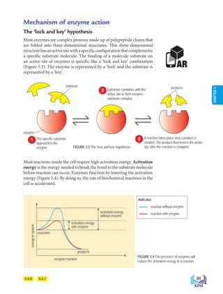 CHAPTER
5
Mechanism of enzyme action
The ‘lock and key’ hypothesis
Most enzymes are complex proteins made up of polypeptide chains that
are folded into three-dimensional structures. This three-dimensional
structurehasanactivesitewithaspecificconfigurationthatcomplements
a specific substrate molecule. The binding of a molecule substrate on
an active site of enzymes is specific like a ‘lock and key’ combination
(Figure 5.3). The enzyme is represented by a ‘lock’ and the substrate is
represented by a ‘key’.
5.2.6 5.2.7
5.2.6 5.2.7
AR
enzyme reaction
products
reactants
activation energy
with enzyme
activation energy
without enzyme
energy
in
system
FIGURE 5.4 The presence of enzymes will
reduce the activation energy of a reaction
FIGURE 5.3 The ‘lock and key’ hypothesis
Most reactions inside the cell require high activation energy. Activation
energy is the energy needed to break the bond in the substrate molecule
before reaction can occur. Enzymes function by lowering the activation
energy (Figure 5.4). By doing so, the rate of biochemical reactions in the
cell is accelerated.
Enzyme
substrate complex
enzyme
enzyme
products
substrate
Enzyme
substrate complex
enzyme
enzyme
products
substrate
Enzyme
substrate complex
enzyme
enzyme
products
substrate
The specific substrate
approaches the
enzyme.
A reaction takes place and a product is
created. The product then leaves the active
site after the reaction is complete.
1
2
3
Substrate combines with the
active site to form enzyme-
substrate complex.
enzyme
Indicator:
reaction without enzyme
reaction with enzyme
89
BioT4(7th)-B5-FA_EN New 6th.indd 89 1/9/2020 12:16:55 PM
 