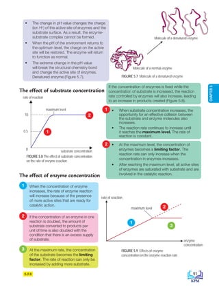 CHAPTER
5
If the concentration of enzymes is fixed while the
concentration of substrate is increased, the reaction
rate controlled by enzymes will also increase, leading
to an increase in products created (Figure 5.8).
The effect of substrate concentration
5.2.8
FIGURE 5.8 The effect of substrate concentration
on the rate of enzyme reaction
The effect of enzyme concentration
substrate concentration
rate of reaction
maximum level
10
0.5
0
FIGURE 5.9 Effects of enzyme
concentration on the enzyme reaction rate
• The change in pH value changes the charge
(ion H+
) of the active site of enzymes and the
substrate surface. As a result, the enzyme-
substrate complex cannot be formed.
• When the pH of the environment returns to
the optimum level, the charge on the active
site will be restored. The enzyme will return
to function as normal.
• The extreme change in the pH value
will break the structural chemistry bond
and change the active site of enzymes.
Denatured enzyme (Figure 5.7).
1
2
Molecule of a normal enzyme
Molecule of a denatured enzyme
1
1
2
2
3
• When substrate concentration increases, the
opportunity for an effective collision between
the substrate and enzyme molecules also
increases.
• The reaction rate continues to increase until
it reaches the maximum level. The rate of
reaction is constant.
When the concentration of enzyme
increases, the rate of enzyme reaction
will increase because of the presence
of more active sites that are ready for
catalytic action.
• At the maximum level, the concentration of
enzymes becomes a limiting factor. The
reaction rate can only increase when the
concentration in enzymes increases.
• After reaching the maximum level, all active sites
of enzymes are saturated with substrate and are
involved in the catalytic reaction.
If the concentration of an enzyme in one
reaction is doubled, the amount of
substrate converted to products per
unit of time is also doubled with the
condition that there is an excess supply
of substrate.
At the maximum rate, the concentration
of the substrate becomes the limiting
factor. The rate of reaction can only be
increased by adding more substrate.
rate of reaction
enzyme
concentration
maximum level
3
2
1
91
FIGURE 5.7 Molecule of a denatured enzyme
BioT4(7th)-B5-FA_EN New 6th.indd 91 1/9/2020 12:16:56 PM
 