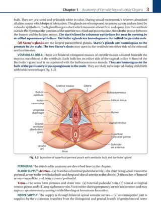 Chapter 1 Anatomy of Female Reproductive Organs 3
bulb. They are pea-sized and yellowish white in color. During sexual excitement, it secretes abundant
alkalinemucuswhichhelpsinlubrication.Theglandsareofcompoundracemosevarietyandarelinedby
cuboidal epithelium. Each gland has got a duct which measures about 2 cm and opens into the vestibule
outsidethehymenatthejunctionoftheanteriortwo-thirdandposteriorone-thirdinthegroovebetween
the hymen and the labium minus. The duct is lined by columnar epithelium but near its opening by
stratified squamous epithelium. Bartholin’s glands are homologous to the bulb of the penis in male.
(d) Skene’s glands are the largest paraurethral glands. Skene’s glands are homologous to the
prostate in the male. The two Skene’s ducts may open in the vestibule on either side of the external
urethral meatus.
VESTIBULAR BULB: These are bilateral elongated masses of erectile tissues situated beneath the
mucous membrane of the vestibule. Each bulb lies on either side of the vaginal orifice in front of the
Bartholin’s gland and is incorporated with the bulbocavernosus muscle. They are homologous to the
bulb of the penis and corpus spongiosum in the male. They are likely to be injured during childbirth
with brisk hemorrhage (Fig. 1.2).
PERINEUM: The details of its anatomy are described later in the chapter.
BLOODSUPPLY:Arteries—(a)Branchesofinternalpudendalartery—thechiefbeinglabial,transverse
perineal, artery to the vestibular bulb and deep and dorsal arteries to the clitoris. (b) Branches of femoral
artery—superficial and deep external pudendal.
Veins—The veins form plexuses and drain into: (a) Internal pudendal vein, (b) vesical or vaginal
venous plexus and (c) Long saphenous vein. Varicosities during pregnancy are not uncommon and may
rupture spontaneously causing visible bleeding or hematoma formation.
NERVE SUPPLY: The supply is through bilateral spinal somatic nerves— (a) anterosuperior part is
supplied by the cutaneous branches from the ilioinguinal and genital branch of genitofemoral nerve
Fig. 1.2: Exposition of superficial perineal pouch with vestibular bulb and Bartholin’s gland
 