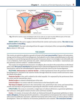 Chapter 1 Anatomy of Female Reproductive Organs 9
Fig. 1.7: Half of uterine cavity and fallopian tube of one side are cut open to show different parts of the tube.
The vestigial structures in the broad ligament are shown
NERVE SUPPLY: The nerve supply is derived from the uterine and ovarian nerves. The tube is very
much sensitive to handling.
DEVELOPMENT: The tube is developed from the upper vertical part of the corresponding Müllerian
duct at about 6–10th week.
THE OVARY
The ovaries are paired sex glands or gonads in female which are concerned for (i) germ cell maturation,
storage and its release and (ii) steroidogenesis. Each gland is oval in shape and pinkish gray in color and
the surface is scarred during reproductive period. It measures about 3 cm in length, 2 cm in breadth and
1 cm in thickness. Each ovary presents two ends—tubal and uterine, two borders—mesovarium and
free posterior and two surfaces—medial and lateral.
The ovaries are intraperitoneal structures. In nullipara, the ovary lies in the ovarian fossa on the lateral
pelvic wall. The ovary is attached to the posterior layer of the broad ligament by the mesovarium, to the
lateral pelvic wall by the infundibulopelvic ligament and to the uterus by the ovarian ligament.
RELATIONS: Mesovarium or anterior border—A fold of peritoneum from the posterior leaf of the
broad ligament is attached to the anterior border through which the ovarian vessels and nerves enter
the hilum of the gland.
Posterior border is free and is related to the tubal ampulla. It is separated by the peritoneum from
the ureter and the internal iliac artery.
Medial surface is related to fimbrial part of the tube.
Lateral surface is in contact with the ovarian fossa on the lateral pelvic wall.
The fossa is related superiorly to the external iliac vein, posteriorly to the ureter and internal iliac
vessels and laterally to the peritoneum separating the obturator vessels and nerves (Fig. 1.8).
STRUCTURES: The ovary is covered by a single layer of cubical cell known as germinal epithelium.
The substance of the gland consists of outer cortex and inner medulla.
Cortex—It consists of stromal cells which are thickened beneath the germinal epithelium to form
tunica albuginea. During reproductive period (i.e., from puberty to menopause) the cortex is studded
with numerous follicular structures, called the functional units of the ovary, in various phases of their
development. These are related to sex hormone production and ovulation. The structures include—
 