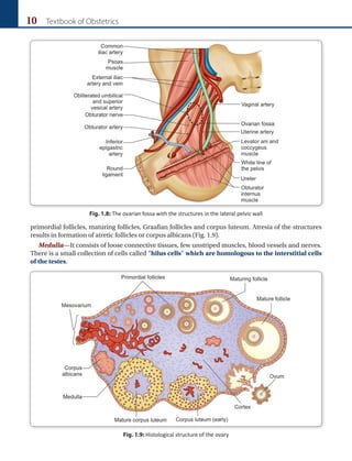 10 Textbook of Obstetrics
Fig. 1.9: Histological structure of the ovary
primordial follicles, maturing follicles, Graafian follicles and corpus luteum. Atresia of the structures
results in formation of atretic follicles or corpus albicans (Fig. 1.9).
Medulla—It consists of loose connective tissues, few unstriped muscles, blood vessels and nerves.
There is a small collection of cells called “hilus cells” which are homologous to the interstitial cells
of the testes.
Fig. 1.8: The ovarian fossa with the structures in the lateral pelvic wall
 