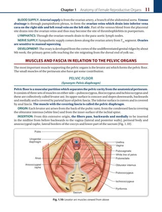 Chapter 1 Anatomy of Female Reproductive Organs 11
BLOOD SUPPLY: Arterial supply is from the ovarian artery, a branch of the abdominal aorta. Venous
drainage is through pampiniform plexus, to form the ovarian veins which drain into inferior vena
cava on the right side and left renal vein on the left side. Part of the venous blood from the placental
site drains into the ovarian veins and thus may become the site of thrombophlebitis in puerperium.
LYMPHATICS: Through the ovarian vessels drain to the para-aortic lymph nodes.
NERVE SUPPLY: Sympathetic supply comes down along the ovarian artery from T10
segment. Ovaries
are sensitive to manual squeezing.
DEVELOPMENT: The ovary is developed from the cortex of the undifferentiated genital ridges by about
9th week; the primary germ cells reaching the site migrating from the dorsal end of yolk sac.
MUSCLES AND FASCIA IN RELATION TO THE PELVIC ORGANS
The most important muscle supporting the pelvic organs is the levator ani which forms the pelvic floor.
The small muscles of the perineum also have got some contribution.
PELVIC FLOOR
(Synonym: Pelvic diaphragm)
Pelvicfloorisamuscularpartitionwhichseparatesthepelviccavityfromtheanatomicalperineum.
Itconsistsofthreesetsofmusclesoneitherside—pubococcygeus,iliococcygeusandischiococcygeusand
these are collectively called levator ani. Its upper surface is concave and slopes downwards, backwards
and medially and is covered by parietal layer of pelvic fascia. The inferior surface is convex and is covered
by anal fascia. The muscle with the covering fascia is called the pelvic diaphragm.
ORIGIN: Each levator ani arises from the back of the pubic rami, from the condensed fascia covering
the obturator internus (white line) and from the inner surface of the ischial spine.
INSERTION: From this extensive origin, the fibers pass, backwards and medially to be inserted
in the midline from before backwards to the vagina (lateral and posterior walls), perineal body and
anococcygeal raphe, lateral borders of the coccyx and lower part of the sacrum (Fig. 1.10).
Fig. 1.10: Levator ani muscles viewed from above
 