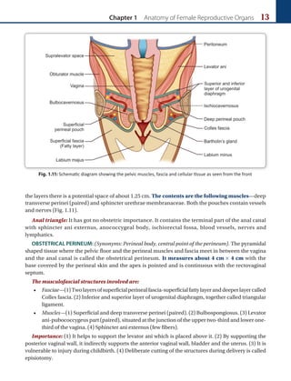 Chapter 1 Anatomy of Female Reproductive Organs 13
the layers there is a potential space of about 1.25 cm. The contents are the following muscles—deep
transverse perinei (paired) and sphincter urethrae membranaceae. Both the pouches contain vessels
and nerves (Fig. 1.11).
Anal triangle: It has got no obstetric importance. It contains the terminal part of the anal canal
with sphincter ani externus, anococcygeal body, ischiorectal fossa, blood vessels, nerves and
lymphatics.
OBSTETRICAL PERINEUM: (Synonyms: Perineal body, central point of the perineum). The pyramidal
shaped tissue where the pelvic floor and the perineal muscles and fascia meet in between the vagina
and the anal canal is called the obstetrical perineum. It measures about 4 cm × 4 cm with the
base covered by the perineal skin and the apex is pointed and is continuous with the rectovaginal
septum.
The musculofascial structures involved are:
• Fasciae—(1)Twolayersofsuperficialperinealfascia-superficialfattylayeranddeeperlayercalled
Colles fascia. (2) Inferior and superior layer of urogenital diaphragm, together called triangular
ligament.
• Muscles—(1) Superficial and deep transverse perinei (paired). (2) Bulbospongiosus. (3) Levator
ani-pubococcygeus part (paired), situated at the junction of the upper two-third and lower one-
third of the vagina. (4) Sphincter ani externus (few fibers).
Importance: (1) It helps to support the levator ani which is placed above it. (2) By supporting the
posterior vaginal wall, it indirectly supports the anterior vaginal wall, bladder and the uterus. (3) It is
vulnerable to injury during childbirth. (4) Deliberate cutting of the structures during delivery is called
episiotomy.
Fig. 1.11: Schematic diagram showing the pelvic muscles, fascia and cellular tissue as seen from the front
 