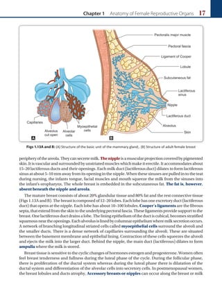 Chapter 1 Anatomy of Female Reproductive Organs 17
peripheryoftheareola.Theycansecretemilk. Thenippleisamuscularprojectioncoveredbypigmented
skin. It is vascular and surrounded by unstriated muscles which make it erectile. It accommodates about
15–20 lactiferous ducts and their openings. Each milk duct (lactiferous duct) dilates to form lactiferous
sinus at about 5–10 mm away from its opening in the nipple. When these sinuses are pulled in to the teat
during nursing, the infants tongue, facial muscles and mouth squeeze the milk from the sinuses into
the infant’s oropharynx. The whole breast is embedded in the subcutaneous fat. The fat is, however,
absent beneath the nipple and areola.
The mature breast consists of about 20% glandular tissue and 80% fat and the rest connective tissue
(Figs 1.13A and B). The breast is composed of 12–20 lobes. Each lobe has one excretory duct (lactiferous
duct) that opens at the nipple. Each lobe has about 10–100 lobules. Cooper’s ligaments are the fibrous
septa, that extend from the skin to the underlying pectoral fascia. These ligaments provide support to the
breast. One lactiferous duct drains a lobe. The lining epithelium of the duct is cubical, becomes stratified
squamousneartheopenings.Eachalveolusislinedbycolumnarepitheliumwheremilksecretionoccurs.
A network of branching longitudinal striated cells called myoepithelial cells surround the alveoli and
the smaller ducts. There is a dense network of capillaries surrounding the alveoli. These are situated
between the basement membrane and epithelial lining. Contraction of these cells squeezes the alveoli
and ejects the milk into the larger duct. Behind the nipple, the main duct (lactiferous) dilates to form
ampulla where the milk is stored.
Breast tissue is sensitive to the cyclic changes of hormones estrogen and progesterone. Women often
feel breast tenderness and fullness during the luteal phase of the cycle. During the follicular phase,
there is proliferation of the ductal system whereas during the luteal phase there is dilatation of the
ductal system and differentiation of the alveolar cells into secretory cells. In postmenopausal women,
the breast lobules and ducts atrophy. Accessory breasts or nipples can occur along the breast or milk
Figs 1.13A and B: (A) Structure of the basic unit of the mammary gland;. (B) Structure of adult female breast
A B
 
