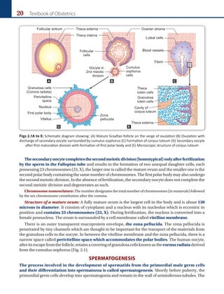 20 Textbook of Obstetrics
A B C
D E
Figs 2.1A to E: Schematic diagram showing: (A) Mature Graafian follicle on the verge of ovulation (B) Ovulation with
discharge of secondary oocyte surrounded by cumulus oophorus (C) Formation of corpus luteum (D) Secondary oocyte
after first maturation division with formation of first polar body and (E) Microscopic structure of corpus luteum
Thesecondaryoocytecompletesthesecondmeioticdivision(homotypical)onlyafterfertilization
by the sperm in the Fallopian tube and results in the formation of two unequal daughter cells, each
possessing 23 chromosomes (23, X), the larger one is called the mature ovum and the smaller one is the
second polar body containing the same number of chromosomes. The first polar body may also undergo
the second meiotic division. In the absence of fertilization, the secondary oocyte does not complete the
second meiotic division and degenerates as such.
Chromosomenomenclature: The number designates the total number of chromosomes (in numerals) followed
by the sex chromosome constitution after the comma.
Structure of a mature ovum: A fully mature ovum is the largest cell in the body and is about 130
microns in diameter. It consists of cytoplasm and a nucleus with its nucleolus which is eccentric in
position and contains 23 chromosomes (23, X). During fertilization, the nucleus is converted into a
female pronucleus. The ovum is surrounded by a cell membrane called vitelline membrane.
There is an outer transparent mucoprotein envelope, the zona pellucida. The zona pellucida is
penetrated by tiny channels which are thought to be important for the transport of the materials from
the granulosa cells to the oocyte. In between the vitelline membrane and the zona pellucida, there is a
narrow space called perivitelline space which accommodates the polar bodies. The human oocyte,
afteritsescapefromthefollicle,retainsacoveringofgranulosacellsknownasthecoronaradiataderived
from the cumulus oophorus (Fig. 2.1).
SPERMATOGENESIS
The process involved in the development of spermatids from the primordial male germ cells
and their differentiation into spermatozoa is called spermatogenesis. Shortly before puberty, the
primordial germ cells develop into spermatogonia and remain in the wall of seminiferous tubules. The
 