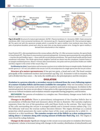 22 Textbook of Obstetrics
ZonaProtein(ZP3
),afterpassingbetweenthecoronaradiatacells(Fig.2.3).Afteracrosomereaction,thespermbinds
toZonaProteinZP2
.Thenthereiszonareactiontopreventpolyspermy.Acrosomespermpenetratethezonapellucida
→ reaches the perivitelline space → fuses with the oocyte plasma membrane. The sperm head swells and the fused
membrane vesiculates. The whole sperm head, midpiece and tail are drawn into the cytoplasm. Gamete fusion is
an integrin mediated process. About 3–6 hours after insemination, one polar and two pronuclear bodies are visible
and they migrate to the center of the oocyte (Fig. 2.3).
Fertilization in vitro: Capacitation and acrosome reaction occur within few hours in simple media. Washed and
motile sperm (2 × 105
/mL) are added to the oocyte. In ICSI, microinjection of a single sperm into the oocyte is done.
Structure of a mature spermatozoon: It has got two parts, a head and a tail. The head consists
principally of the condensed nucleus and acrosomal cap (Fig. 2.2). Acrosome is rich in enzymes. The
tail is divided into four zones — the neck, the middle piece, the principal piece and the end piece.
OVULATION
Ovulation is a process whereby a secondary oocyte is released from the ovary following rupture
of a mature Graafian follicle and becomes available for conception. Only one secondary oocyte is
likely to rupture in each ovarian cycle which starts at puberty and ends in menopause. In relation to the
menstrual period, the event occurs about 14 days prior to the expected period. However, menstruation
can occur without ovulation and ovulation remains suspended during pregnancy and lactation.
MECHANISM: The process of ovulation is a complex one. Preovulatory changes occur both in the
follicle and the oocyte.
Changes in the follicle: There is preovulatory enlargement of the Graafian follicle due to
accumulation of follicular fluid and measures about 20 mm in diameter. The cumulus oophorus
separates from the rest of the granulosa cells and floats freely in the antrum. The inner layer
of the cells surrounding the oocyte is arranged radially and is termed corona radiata (Fig. 2.1).
The follicular wall near the ovarian surface becomes thinner. The stigma develops as a conical
projection which penetrates the outer surface layer of the ovary and persists for a while (½ – 2
minutes) as a thin membrane. The cumulus escapes out of the follicle as a slow oozing process,
taking about 1–2 minutes along with varying amount of follicular fluid (Fig. 2.1). The stigma is
soon closed by a plug of plasma.
Changes in the oocyte: Significant changes in the oocyte occur just prior to ovulation (few hours).
Cytoplasmic volume is increased along with changes in the number, distribution of mitochondria and
Figs2.2AandB: Structure of a mature spermatozoon: (A) PM = Plasma membrane; A = Acrosome; OAM = Outer acrosomal
membrane; IAM = Inner acrosomal membrane; AC = Acrosomal cap; ES = Equatorial segment; PA = Post-acrosomal region.
(B) The sperm tail with the axonemal complex which is essential for sperm motility. Cross sectional view shows nine
pairs of peripheral doublets, joined each other by nexin links via two dynein protein arms. Energy for sperm motility is
derived from mitochondria in the midpiece
A B
 