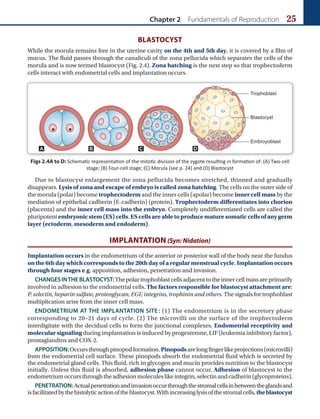 Chapter 2 Fundamentals of Reproduction 25
BLASTOCYST
While the morula remains free in the uterine cavity on the 4th and 5th day, it is covered by a film of
mucus. The fluid passes through the canaliculi of the zona pellucida which separates the cells of the
morula and is now termed blastocyst (Fig. 2.4). Zona hatching is the next step so that trophectoderm
cells interact with endometrial cells and implantation occurs.
Figs 2.4A to D: Schematic representation of the mitotic division of the zygote resulting in formation of: (A) Two-cell
stage; (B) Four-cell stage; (C) Morula (see p. 24) and (D) Blastocyst
A B C D
Due to blastocyst enlargement the zona pellucida becomes stretched, thinned and gradually
disappears. Lysis of zona and escape of embryo is called zona hatching. The cells on the outer side of
the morula (polar) become trophectoderm and the inner cells (apolar) become inner cell mass by the
mediation of epithelial cadherin (E-cadherin) (protein). Trophectoderm differentiates into chorion
(placenta) and the inner cell mass into the embryo. Completely undifferentiated cells are called the
pluripotent embryonic stem (ES) cells. ES cells are able to produce mature somatic cells of any germ
layer (ectoderm, mesoderm and endoderm).
IMPLANTATION (Syn: Nidation)
Implantation occurs in the endometrium of the anterior or posterior wall of the body near the fundus
on the 6th day which corresponds to the 20th day of a regular menstrual cycle. Implantation occurs
through four stages e.g. apposition, adhesion, penetration and invasion.
CHANGESINTHEBLASTOCYST:Thepolartrophoblastcellsadjacenttotheinnercellmassareprimarily
involved in adhesion to the endometrial cells. The factors responsible for blastocyst attachment are:
P. selectin, heparin sulfate, proteoglycan, EGF, integrins, trophinin and others. The signals for trophoblast
multiplication arise from the inner cell mass.
ENDOMETRIUM AT THE IMPLANTATION SITE : (1) The endometrium is in the secretory phase
corresponding to 20–21 days of cycle. (2) The microvilli on the surface of the trophectoderm
interdigitate with the decidual cells to form the junctional complexes. Endometrial receptivity and
molecular signaling during implantation is induced by progesterone, LIF (leukemia inhibitory factor),
prostaglandins and COX-2.
APPOSITION:Occursthroughpinopodformation.Pinopodsarelongfingerlikeprojections(microvilli)
from the endometrial cell surface. These pinopods absorb the endometrial fluid which is secreted by
the endometrial gland cells. This fluid, rich in glycogen and mucin provides nutrition to the blastocyst
initially. Unless this fluid is absorbed, adhesion phase cannot occur. Adhesion of blastocyst to the
endometriumoccursthroughtheadhesionmoleculeslikeintegrin,selectinandcadherin(glycoproteins).
PENETRATION:Actualpenetrationandinvasionoccurthroughthestromalcellsinbetweentheglandsand
isfacilitatedbythehistolyticactionoftheblastocyst.Withincreasinglysisofthestromalcells, theblastocyst
 