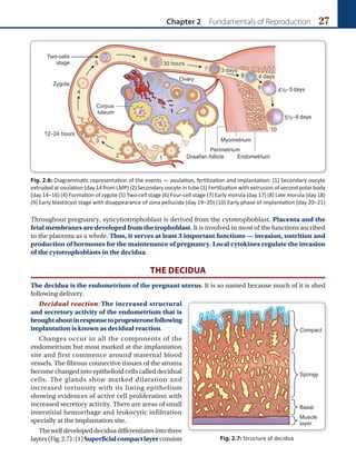 Chapter 2 Fundamentals of Reproduction 27
Throughout pregnancy, syncytiotrophoblast is derived from the cytotrophoblast. Placenta and the
fetal membranes are developed from the trophoblast. It is involved in most of the functions ascribed
to the placenta as a whole. Thus, it serves at least 3 important functions — invasion, nutrition and
production of hormones for the maintenance of pregnancy. Local cytokines regulate the invasion
of the cytotrophoblasts in the decidua.
THE DECIDUA
The decidua is the endometrium of the pregnant uterus. It is so named because much of it is shed
following delivery.
Decidual reaction: The increased structural
and secretory activity of the endometrium that is
broughtaboutinresponsetoprogesteronefollowing
implantation is known as decidual reaction.
Changes occur in all the components of the
endometrium but most marked at the implantation
site and first commence around maternal blood
vessels. The fibrous connective tissues of the stroma
becomechangedintoepithelioidcellscalleddecidual
cells. The glands show marked dilatation and
increased tortuosity with its lining epithelium
showing evidences of active cell proliferation with
increased secretory activity. There are areas of small
interstitial hemorrhage and leukocytic infiltration
specially at the implantation site.
Thewelldevelopeddeciduadifferentiatesintothree
layers(Fig.2.7):(1)Superficialcompactlayerconsists
Fig. 2.6: Diagrammatic representation of the events — ovulation, fertilization and implantation: (1) Secondary oocyte
extruded at ovulation (day 14 from LMP) (2) Secondary oocyte in tube (3) Fertilization with extrusion of second polar body
(day 14–16) (4) Formation of zygote (5) Two-cell stage (6) Four-cell stage (7) Early morula (day 17) (8) Late morula (day 18)
(9) Early blastocyst stage with disappearance of zona pellucida (day 19–20) (10) Early phase of implantation (day 20–21)
Fig. 2.7: Structure of decidua
 