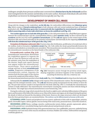 Chapter 2 Fundamentals of Reproduction 29
undergoes atrophy from pressure and become converted into chorion laeve by the 3rd month and lies
intervening between the amnion and decidua on its outer surface. Remnant of decidual cells and of the
trophoblast can however be distinguished microscopically (see Fig. 3.4).
DEVELOPMENT OF INNER CELL MASS
Along with the changes in the trophoblast, on the 8th day, the embryoblast differentiates into bilaminar germ
disc which consists of dorsal ectodermal layer of tall columnar cells and ventral endodermal layer of flattened
polyhedral cells. The bilaminar germ disc is connected with the trophoblast by mesenchymal condensation,
called connecting stalk or body stalk which later on forms the umbilical cord (Fig. 2.9).
Twocavitiesappearoneoneachsideofthegermdisc.(1)On12thpostovulatoryday,afluidfilledspaceappears
between the ectodermal layer and the cytotrophoblast which is called amniotic cavity. Its floor is formed by the
ectoderm and the rest of its wall by primitive mesenchyme. (2) The yolk sac appear on the ventral aspect of the
bilaminar disk and is lined externally by the primitive mesenchyme and internally by the migrating endodermal
cells from the endodermal layer of the germ disc (Fig. 2.9A).
Formation of trilaminar embryonic disk: Fourteen days after fertilization, proliferation of ectodermal cells in
the midline, leads to formation of primitive streak (Fig. 2.8). Cells within the streak spread laterally between the
ectoderm and endoderm as intraembryonic mesoderm. This intraembryonic mesoderm becomes continuous with
the extraembryonic mesoderm at the lateral border of the embryonic disk.
Extraembryonic coelom (Fig. 2.9):
Extraembryonic mesenchyme, derived from
the trophoblast appears to separate the
yolk sac from the blastocyst wall and also
the amniotic cavity from the trophoblast of
the chorion. Small cystic spaces (lacuna)
now appear within the extraembryonic
mesenchyme. These spaces gradually
enlarge and fuse to form extraembryonic
coelom. Progressive enlargement of the
extraembryonic coelom, separates the
amnion from the inner aspect of the chorion
exceptatthecaudalendoftheembryo.There,
the mesenchymal attachment persists to form body stalk (Fig. 2.9A). Umbilical cord develops from this body stalk.
Subsequentlythe amnioticcavityenlargesattheexpenseoftheextraembryoniccoelom.Thedevelopingembryo
bulges into the enlarged amniotic cavity. The yolk sac becomes partly incorporated into the embryo to form the
gut. The part that remains outside is incorporated into the body stalk (Fig. 2.9B, C). Gradually the extraembryonic
coelom is totally obliterated. The extraembryonic mesenchyme covering the amnion now fuses with the lining of
the chorion. The single layer of fused amniochorion is now formed (Fig. 2.9C).
During the embryonic stage which extends from the fourth to eighth week, individual differentiation of the germ
layersandformationofthefoldsoftheembryooccur.Mostofthetissuesandorgansaredevelopedduringthisperiod,
the details of which are beyond the description of this book. However, the major structures which are developed
from the three germinal layers are mentioned below. The embryo can be differentiated as human at 8th week.
ECTODERMAL LAYER: Central and peripheral nervous system, epidermis of skin with its appendages, pituitary
gland, chromaffin organs, salivary glands; mucous lining of the nasal cavity, paranasal sinus, roof of the mouth etc.
MESODERMAL LAYER: Bones, cartilage, muscles, cardiovascular system, kidney, gonads, suprarenals, spleen,
most of the genital tract; mesothelial lining of pericardial, pleural and peritoneal cavity etc.
ENDODERMAL LAYER: Epithelial lining of the gastrointestinal tract, liver, gallbladder, pancreas; epithelial lining
of respiratory tract and most of the mucous membrane of urinary bladder and urethra; bulbourethral and greater
vestibular glands etc.
Fig. 2.8: Transverse section through the primitive streak region,
showing invagination and lateral migration of the mesodermal cells,
converting the bilaminar disk into a trilaminar one
 