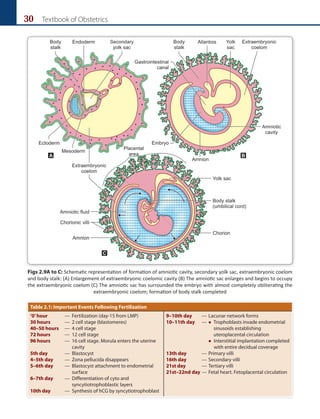 30 Textbook of Obstetrics
Figs 2.9A to C: Schematic representation of formation of amniotic cavity, secondary yolk sac, extraembryonic coelom
and body stalk: (A) Enlargement of extraembryonic coelomic cavity (B) The amniotic sac enlarges and begins to occupy
the extraembryonic coelom (C) The amniotic sac has surrounded the embryo with almost completely obliterating the
extraembryonic coelom; formation of body stalk completed
A B
C
Table 2.1: Important Events Following Fertilization
‘0’hour — Fertilization (day-15 from LMP)
30 hours — 2 cell stage (blastomeres)
40–50 hours — 4 cell stage
72 hours — 12 cell stage
96 hours —	
16 cell stage. Morula enters the uterine
cavity
5th day — Blastocyst
4–5th day — Zona pellucida disappears
5–6th day —	
Blastocyst attachment to endometrial
surface
6–7th day —	
Differentiation of cyto and
syncytiotrophoblastic layers
10th day —	
Synthesis of hCG by syncytiotrophoblast
9–10th day — Lacunar network forms
10–11th day —  
Trophoblasts invade endometrial
sinusoids establishing
uteroplacental circulation
		
 
Interstitial implantation completed
with entire decidual coverage
13th day — Primary villi
16th day — Secondary villi
21st day — Tertiary villi
21st–22nd day — Fetal heart. Fetoplacental circulation
 