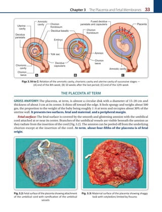 Chapter 3 The Placenta and Fetal Membranes 33
THE PLACENTA AT TERM
GROSS ANATOMY:The placenta, at term, is almost a circular disk with a diameter of 15–20 cm and
thickness of about 3 cm at its center. It thins off toward the edge. It feels spongy and weighs about 500
gm, the proportion to the weight of the baby being roughly 1:6 at term and occupies about 30% of the
uterine wall. It presents two surfaces, fetal and maternal, and a peripheral margin.
Fetal surface: The fetal surface is covered by the smooth and glistening amnion with the umbilical
cord attached at or near its center. Branches of the umbilical vessels are visible beneath the amnion as
they radiate from the insertion of the cord (Fig.3.2). The amnion can be peeled off from the underlying
chorion except at the insertion of the cord. At term, about four-fifths of the placenta is of fetal
origin.
Fig.3.2: Fetalsurfaceoftheplacentashowingattachment
of the umbilical cord with ramification of the umbilical
vessels
Fig. 3.3: Maternal surface of the placenta showing shaggy
look with cotyledons limited by fissures
Figs 3.1A to C: Relation of the amniotic cavity, chorionic cavity and uterine cavity of successive stages —
(A) end of the 8th week; (B) 10 weeks after the last period; (C) end of the 12th week
A B C
 