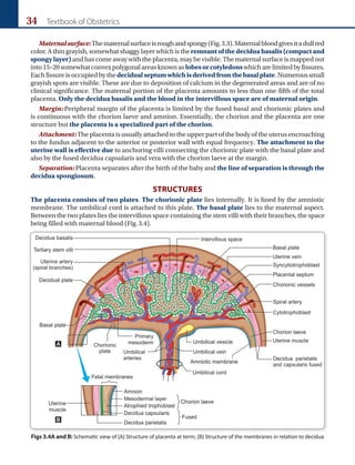 34 Textbook of Obstetrics
Maternalsurface:Thematernalsurfaceisroughandspongy(Fig.3.3).Maternalbloodgivesitadullred
color. A thin grayish, somewhat shaggy layer which is theremnant of the decidua basalis (compact and
spongy layer)and has come away with the placenta, may be visible. The maternal surface is mapped out
into15–20somewhatconvexpolygonalareasknownas lobesorcotyledonswhicharelimitedbyfissures.
Eachfissureisoccupiedbythe decidualseptumwhichisderivedfromthebasalplate.Numeroussmall
grayish spots are visible. These are due to deposition of calcium in the degenerated areas and are of no
clinical significance. The maternal portion of the placenta amounts to less than one-fifth of the total
placenta. Only the decidua basalis and the blood in the intervillous space are of maternal origin.
Margin:Peripheral margin of the placenta is limited by the fused basal and chorionic plates and
is continuous with the chorion laeve and amnion. Essentially, the chorion and the placenta are one
structure but the placenta is a specialized part of the chorion.
Attachment:The placenta is usually attached to the upper part of the body of the uterus encroaching
to the fundus adjacent to the anterior or posterior wall with equal frequency. The attachment to the
uterine wall is effective due to anchoring villi connecting the chorionic plate with the basal plate and
also by the fused decidua capsularis and vera with the chorion laeve at the margin.
Separation:Placenta separates after the birth of the baby and the line of separation is through the
decidua spongiosum.
STRUCTURES
The placenta consists of two plates. The chorionic plate lies internally. It is lined by the amniotic
membrane. The umbilical cord is attached to this plate. The basal plate lies to the maternal aspect.
Between the two plates lies the intervillous space containing the stem villi with their branches, the space
being filled with maternal blood (Fig.3.4).
Figs 3.4A and B: Schematic view of (A) Structure of placenta at term; (B) Structure of the membranes in relation to decidua
A
B
 