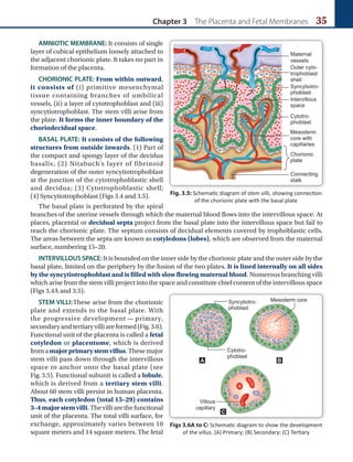 Chapter 3 The Placenta and Fetal Membranes 35
AMNIOTIC MEMBRANE: It consists of single
layer of cubical epithelium loosely attached to
the adjacent chorionic plate. It takes no part in
formation of the placenta.
CHORIONIC PLATE: From within outward,
it consists of (i) primitive mesenchymal
tissue containing branches of umbilical
vessels, (ii) a layer of cytotrophoblast and (iii)
syncytiotrophoblast. The stem villi arise from
the plate. It forms the inner boundary of the
choriodecidual space.
BASAL PLATE: It consists of the following
structures from outside inwards. (1) Part of
the compact and spongy layer of the decidua
basalis; (2) Nitabuch’s layer of fibrinoid
degeneration of the outer syncytiotrophoblast
at the junction of the cytotrophoblastic shell
and decidua; (3) Cytotrophoblastic shell;
(4) Syncytiotrophoblast (Figs 3.4 and 3.5).
The basal plate is perforated by the spiral
branches of the uterine vessels through which the maternal blood flows into the intervillous space. At
places, placental or decidual septa project from the basal plate into the intervillous space but fail to
reach the chorionic plate. The septum consists of decidual elements covered by trophoblastic cells.
The areas between the septa are known as cotyledons (lobes), which are observed from the maternal
surface, numbering 15–20.
INTERVILLOUS SPACE: It is bounded on the inner side by the chorionic plate and the outer side by the
basal plate, limited on the periphery by the fusion of the two plates. It is lined internally on all sides
by the syncytiotrophoblast and is filled with slow flowing maternal blood. Numerous branching villi
which arise from the stem villi project into the space and constitute chief content of the intervillous space
(Figs 3.4A and 3.5).
STEM VILLI:These arise from the chorionic
plate and extends to the basal plate. With
the progressive development — primary,
secondaryandtertiaryvilliareformed(Fig.3.6).
Functional unit of the placenta is called a fetal
cotyledon or placentome, which is derived
fromamajorprimarystemvillus.Thesemajor
stem villi pass down through the intervillous
space to anchor onto the basal plate (see
Fig.3.5). Functional subunit is called a lobule,
which is derived from a tertiary stem villi.
About 60 stem villi persist in human placenta.
Thus, each cotyledon (total 15–29) contains
3–4majorstemvilli. The villi are the functional
unit of the placenta. The total villi surface, for
exchange, approximately varies between 10
square meters and 14 square meters. The fetal
Figs 3.6A to C: Schematic diagram to show the development
of the villus. (A) Primary; (B) Secondary; (C) Tertiary
B
C
A
Fig. 3.5: Schematic diagram of stem villi, showing connection
of the chorionic plate with the basal plate
 