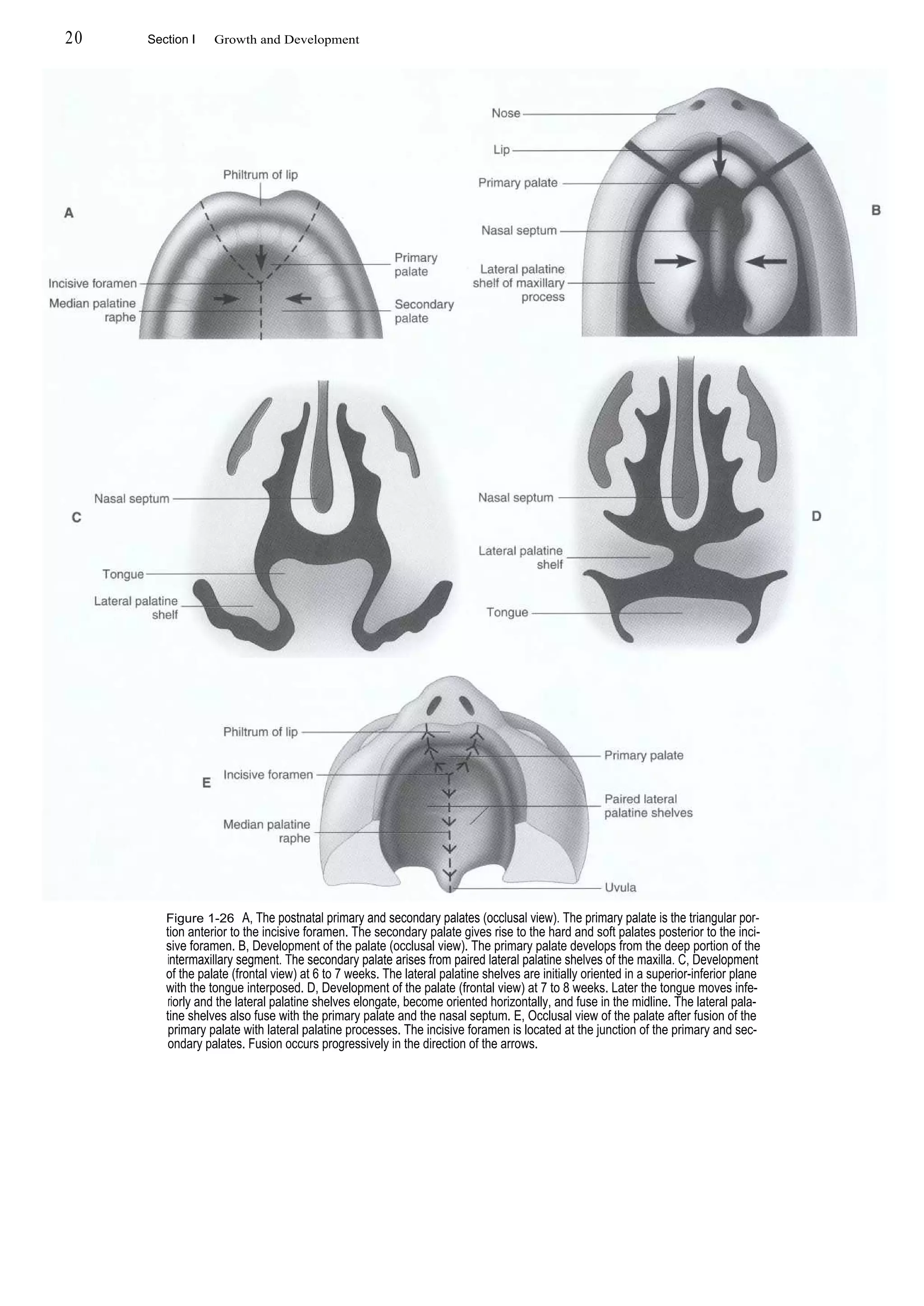 Text book of orthodontics | PDF